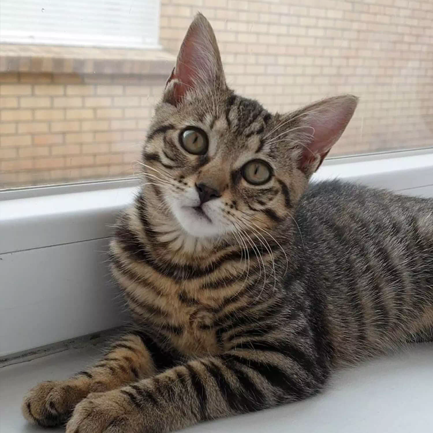 raza de gato Toyger