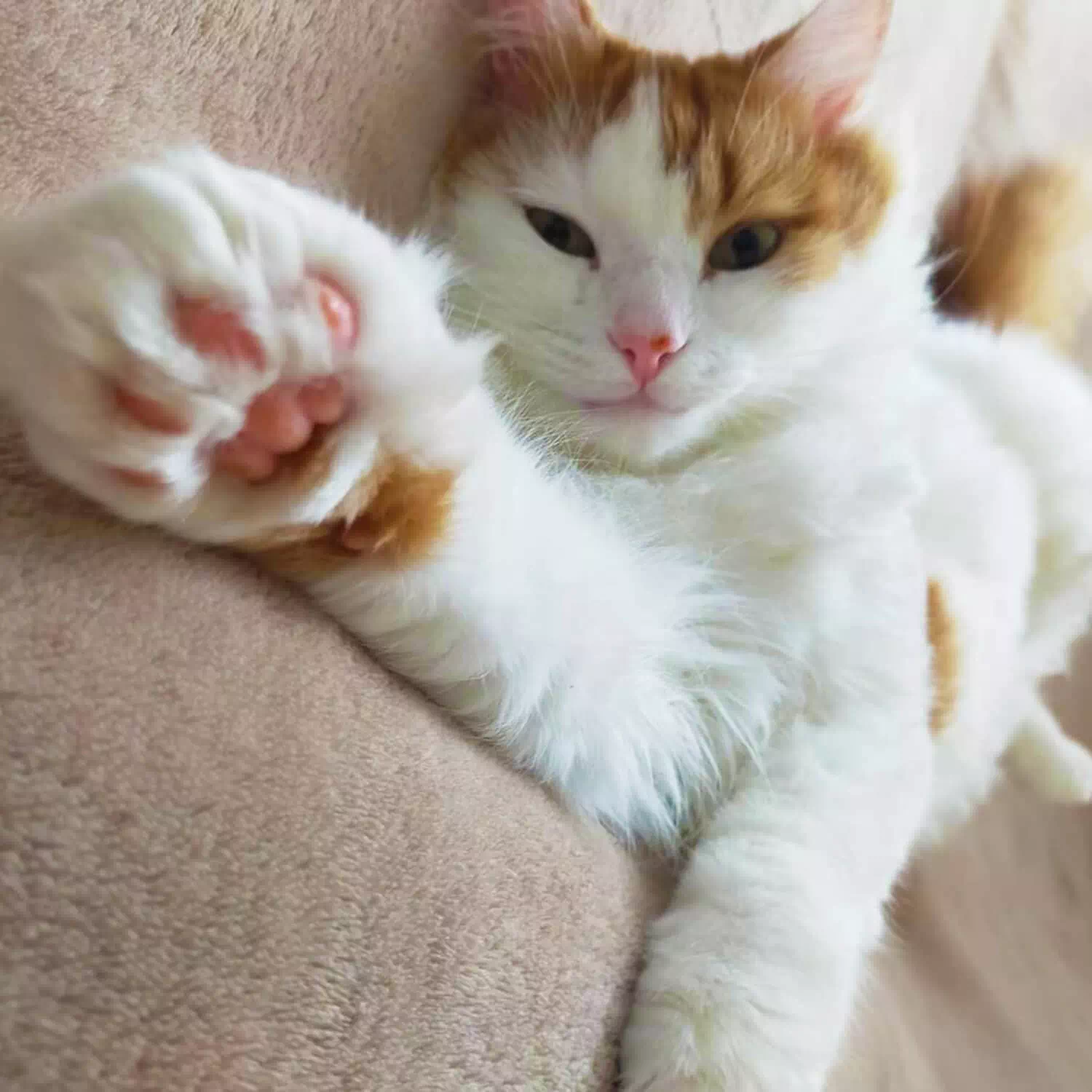 raza de gato Van Turco