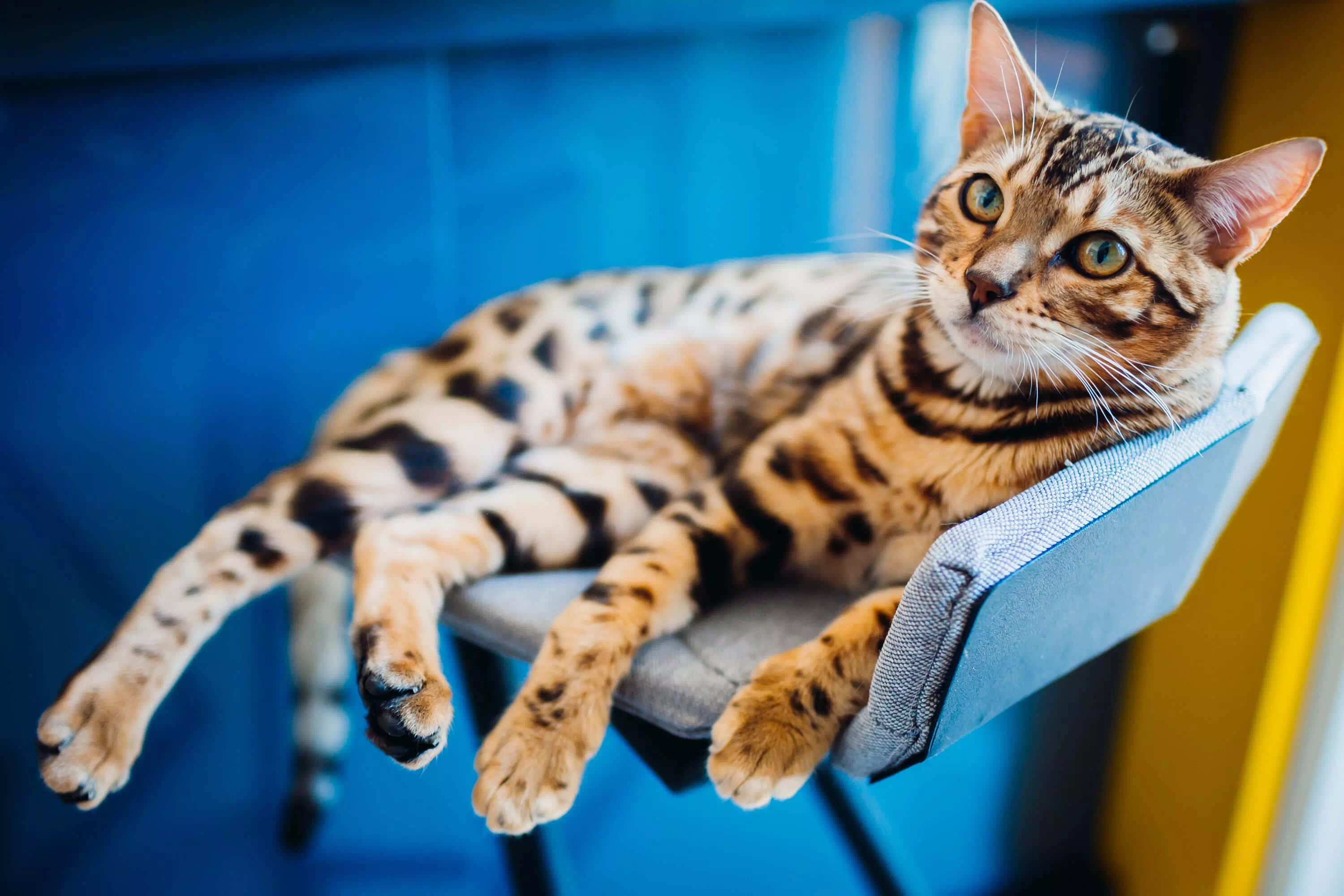 Gatos más bonitos del mundo