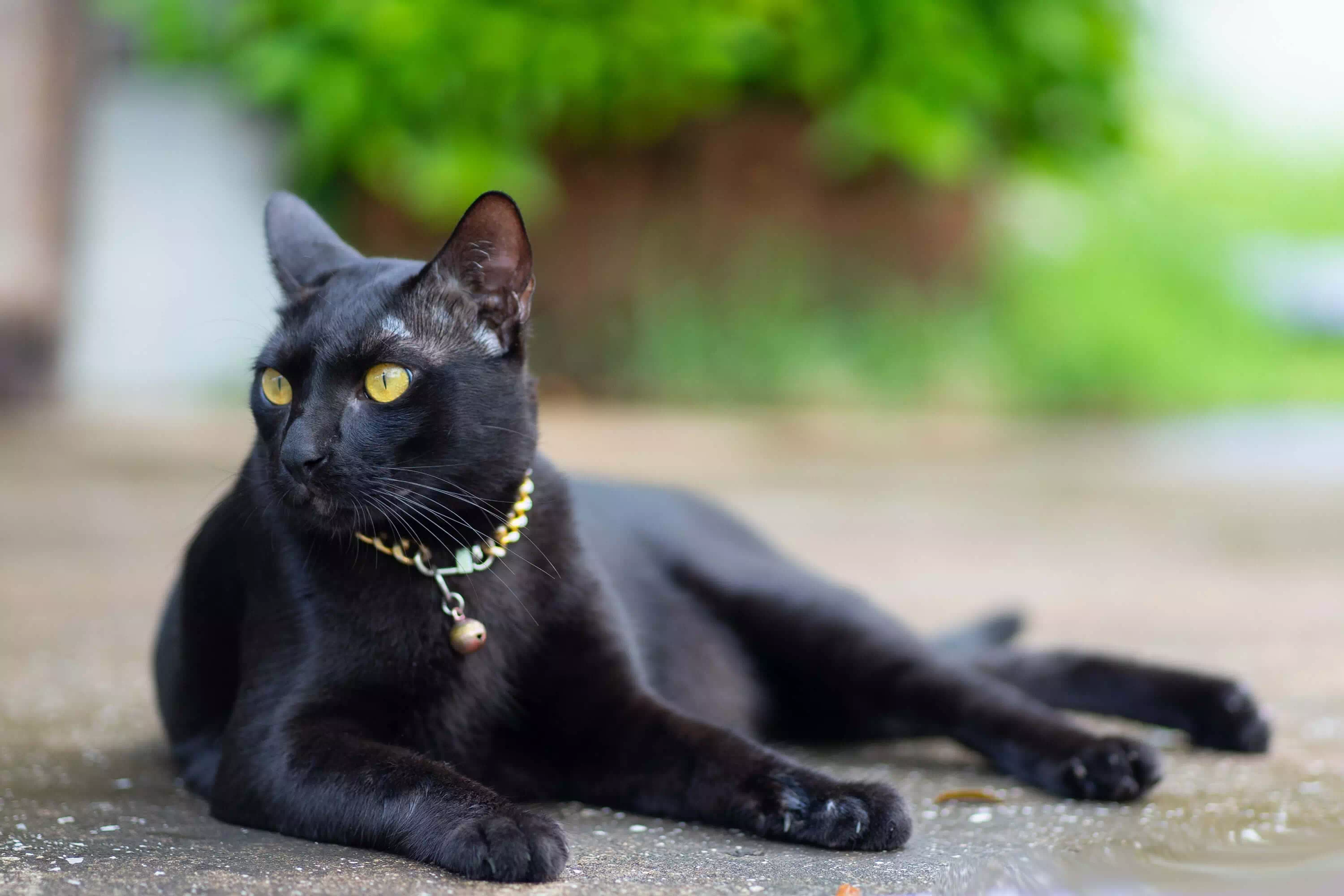 Gatos negros