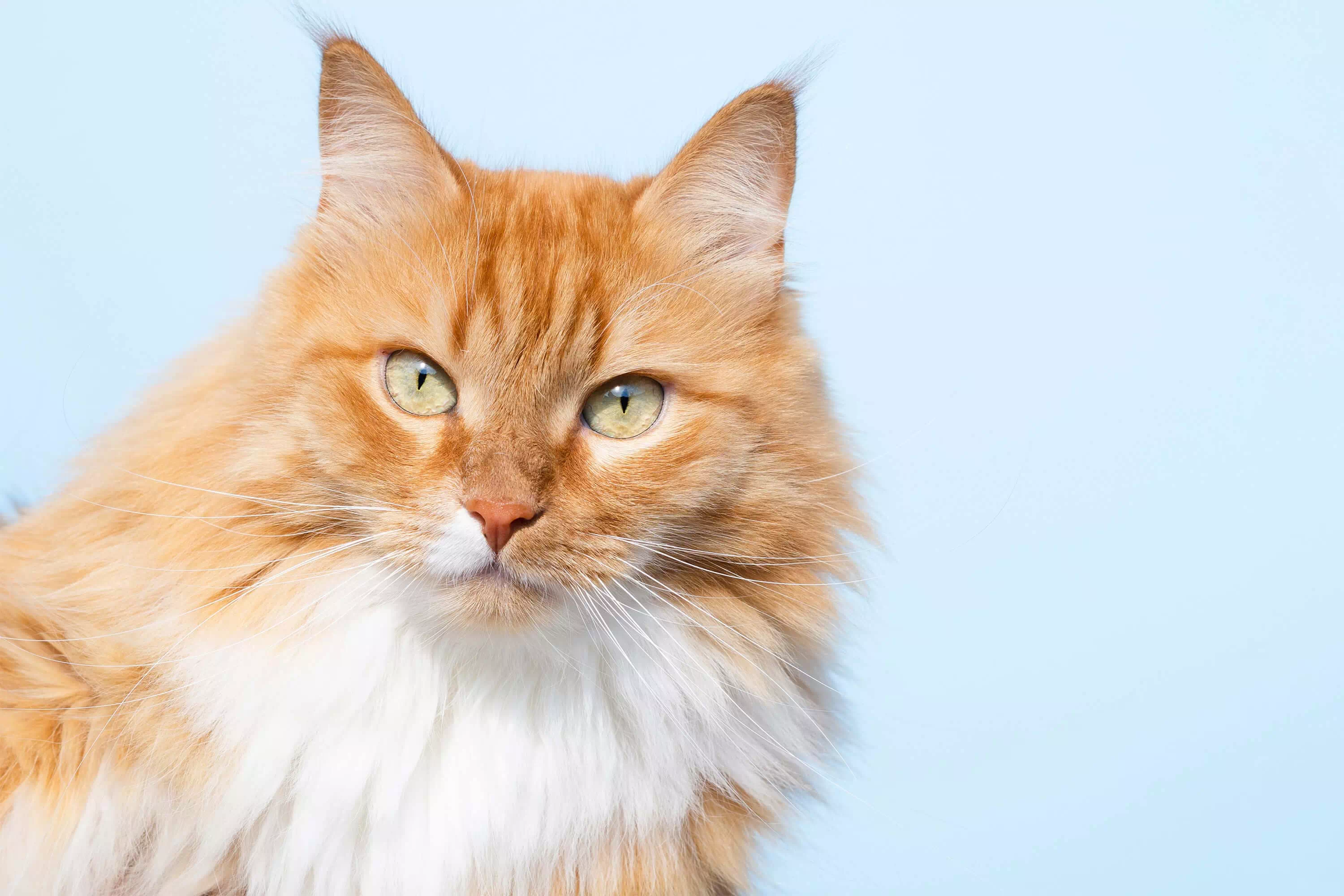 Gatos de pelo largo