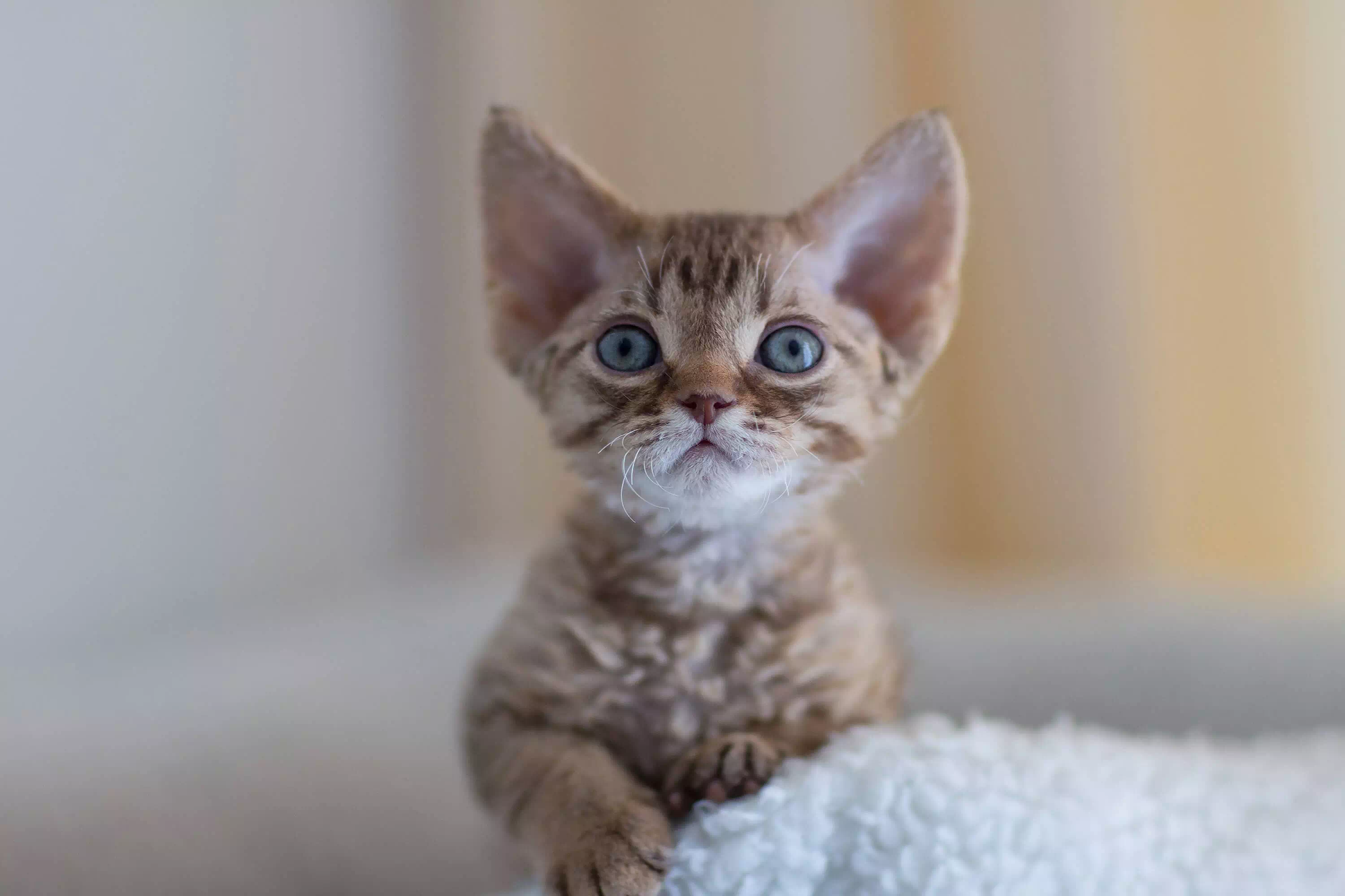 Raza de gato pequeño como el Singapura