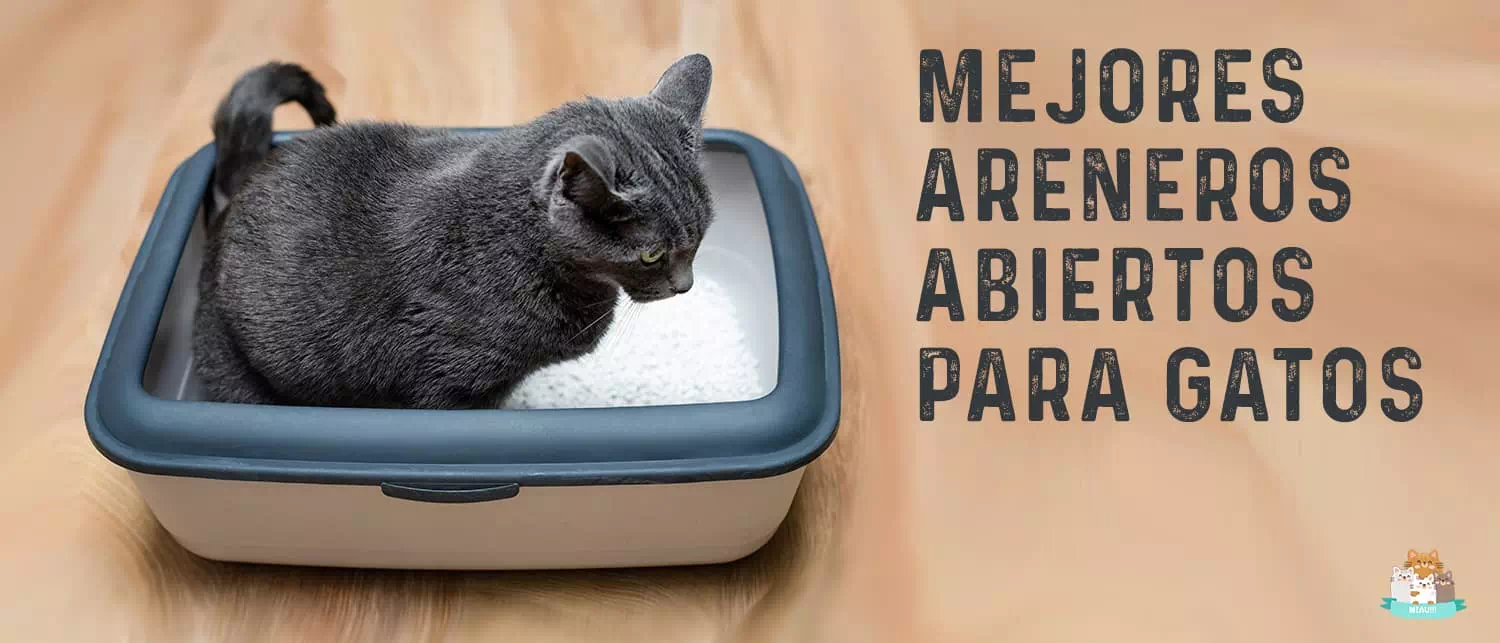 Mejores areneros abierto para gatos