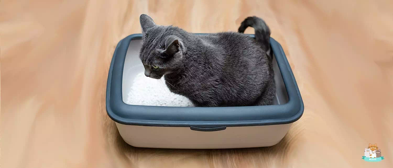 mejores areneros para gatos cerrados