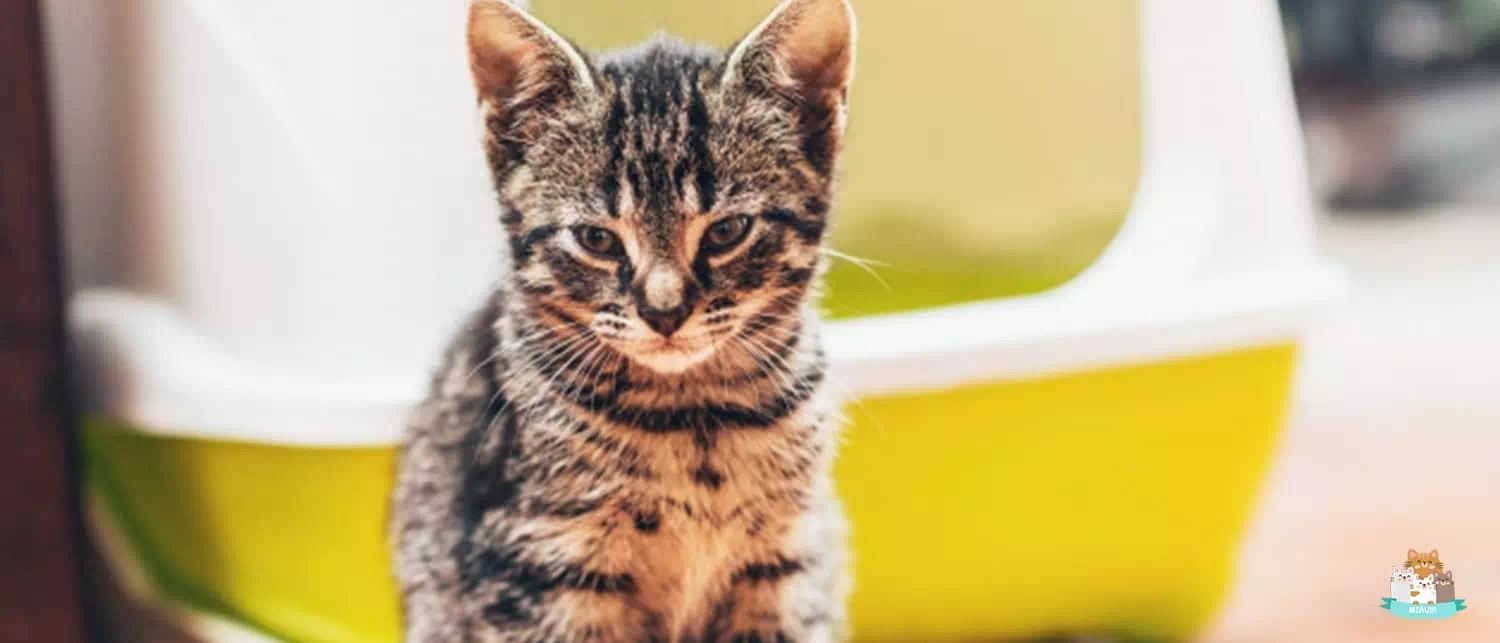 mejores areneros para gatos cerrados