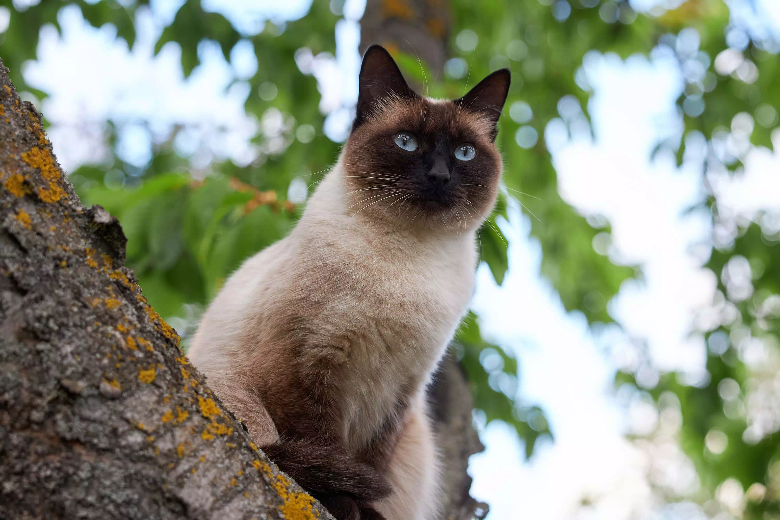 Las mejores razas de gatos