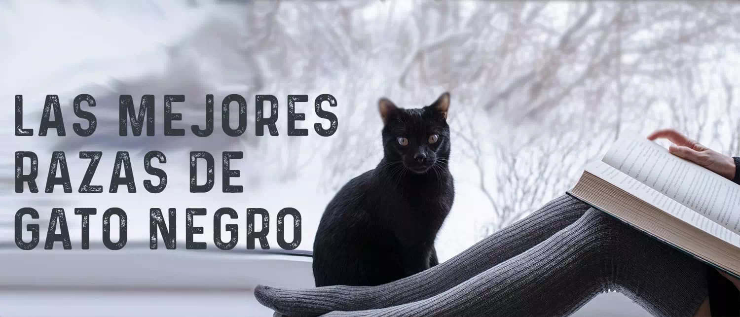 Razas de Gatos Negros