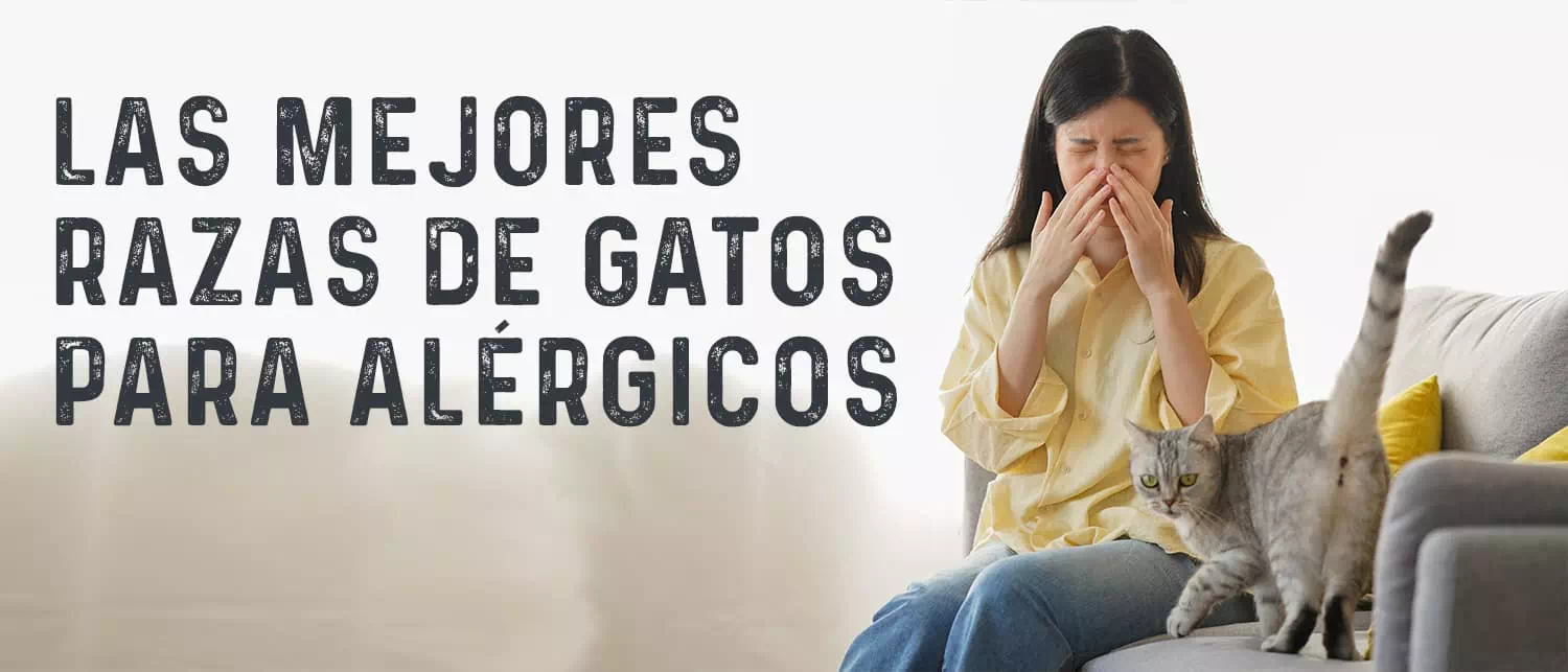 Razas de Gatos Hipoalergénicos