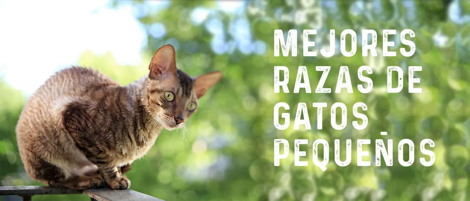 mejores razas de gatos pequeños