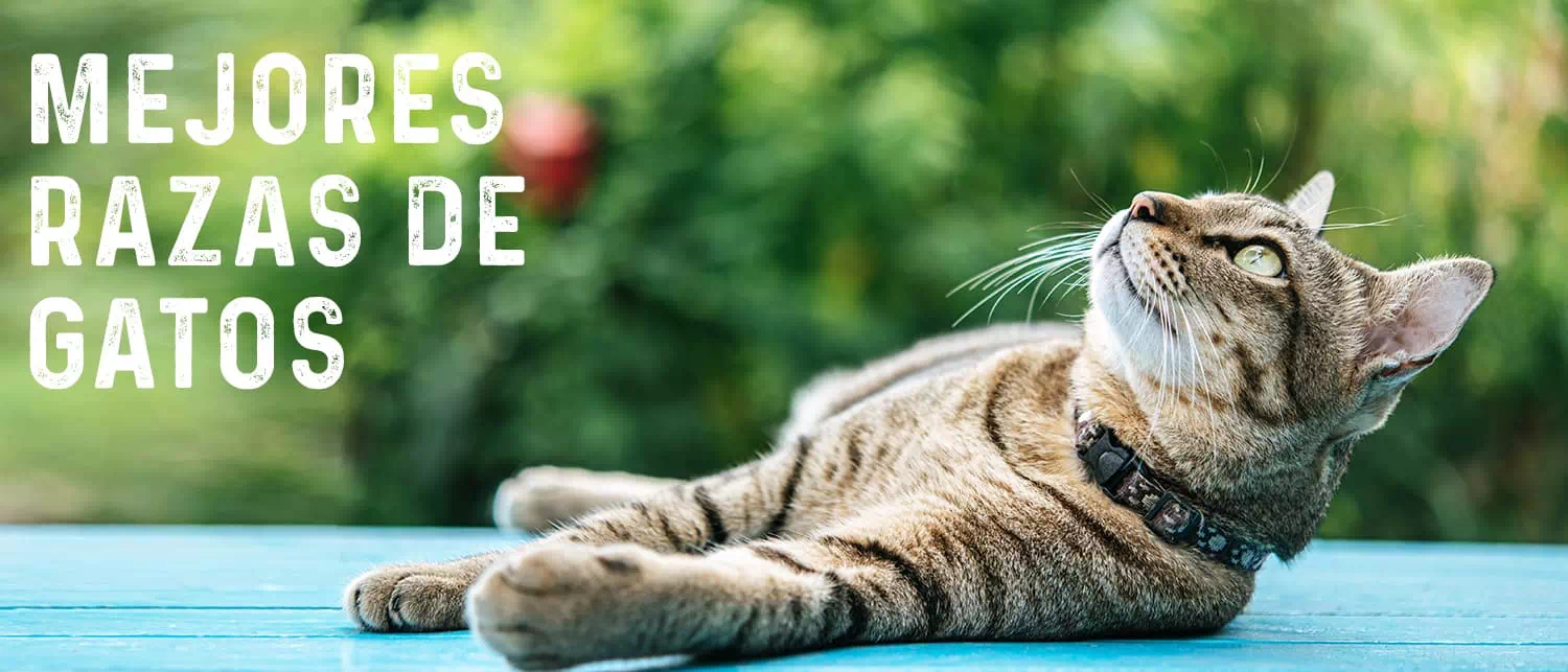 mejores razas de gatos