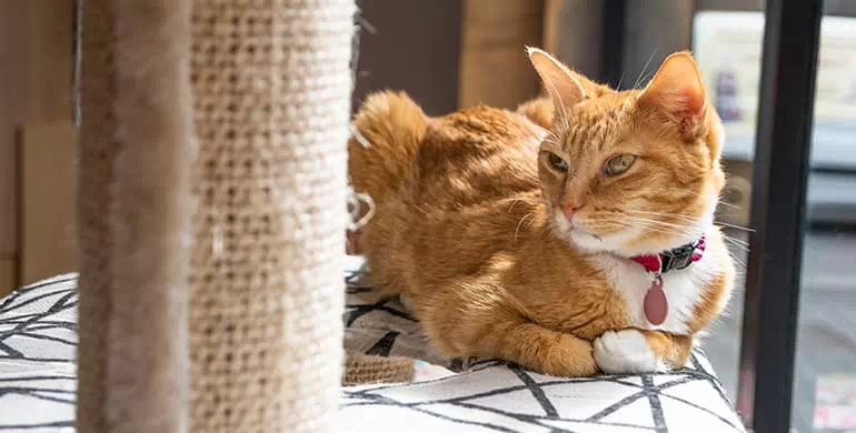 nombre de gatas