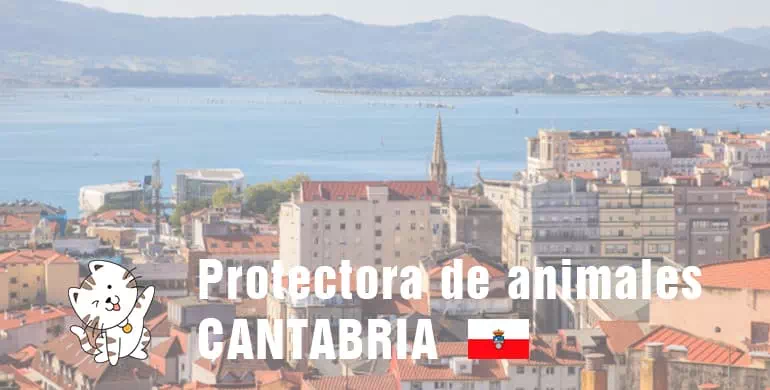 protectora de animales de cantabria