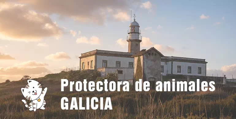 protectora de animales de galicia