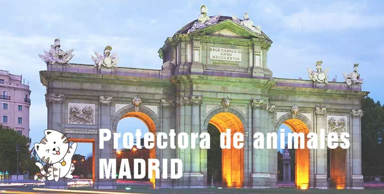 protectora de animales de Madrid