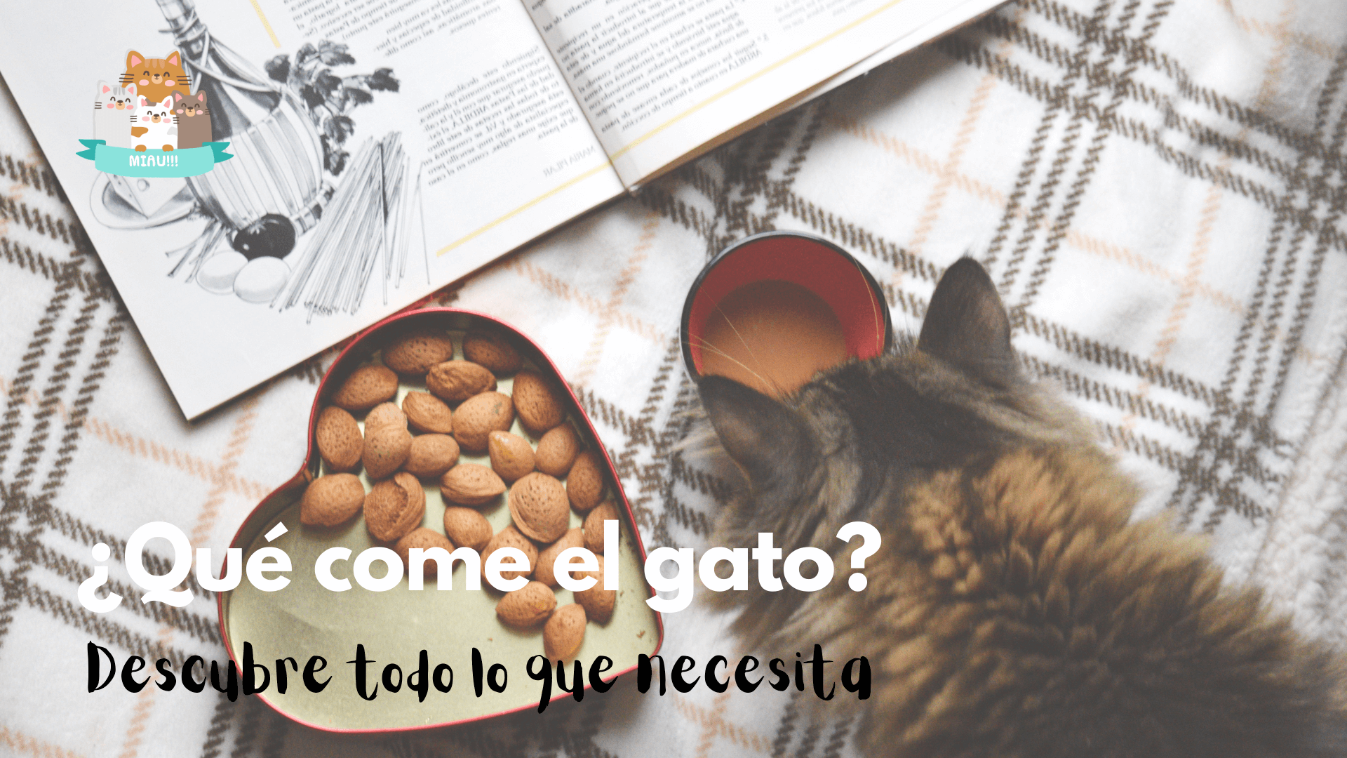 qué come el gato abisinio