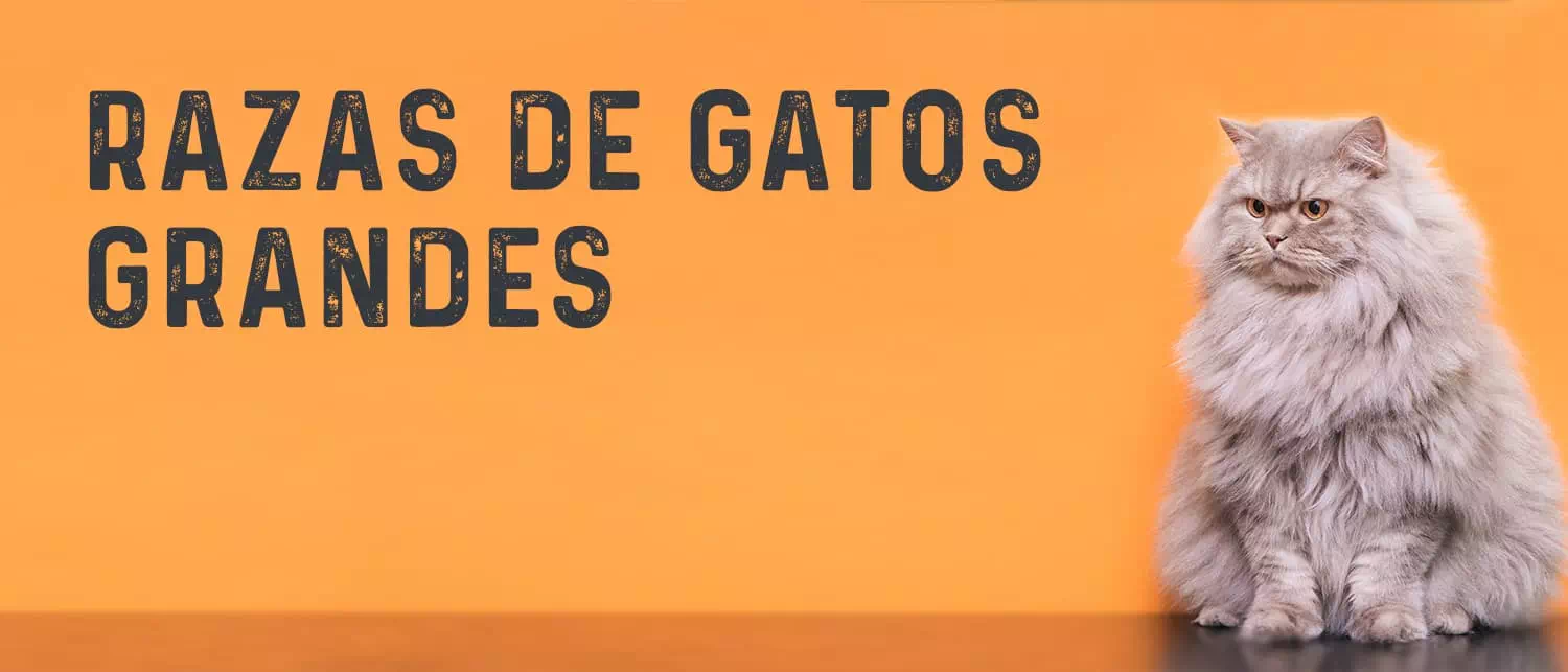 Razas de Gatos Grandes
