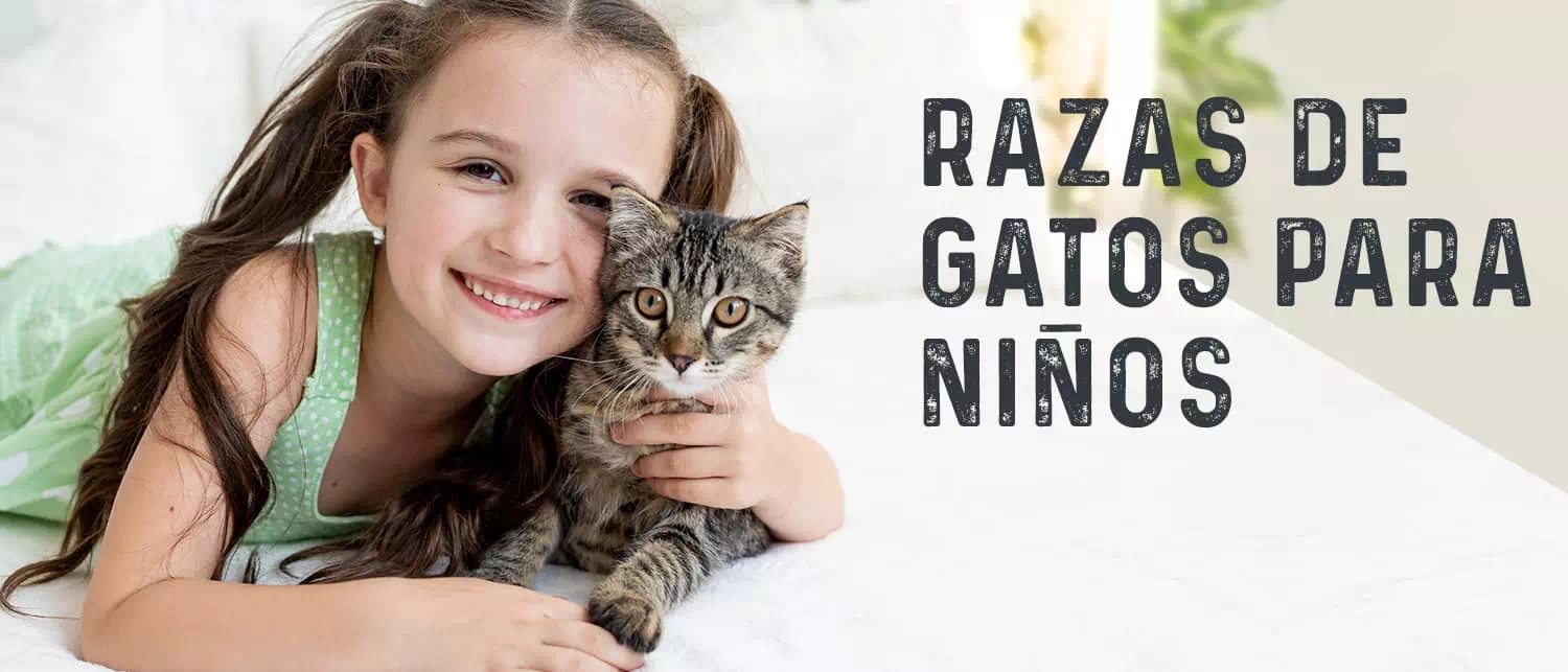 Razas de Gatos para niños