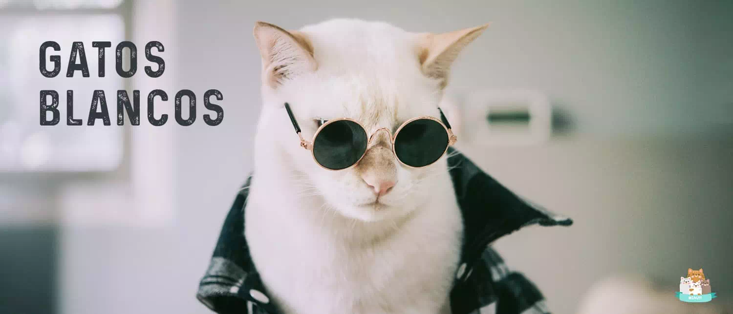 Razas de Gatos Blancos